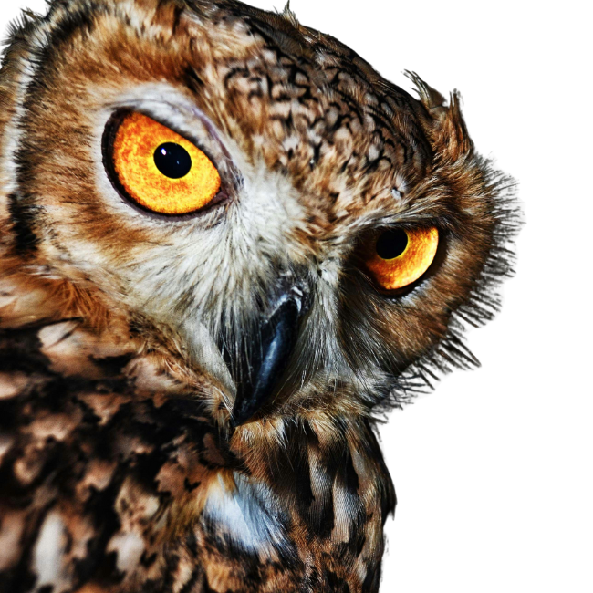 Owl Eyes Identity Verification